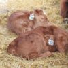 Red Angus calves