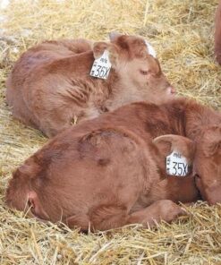 Red Angus calves