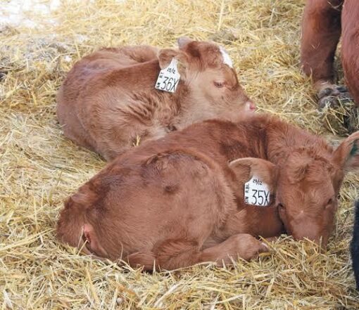Red Angus calves