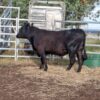 Angus