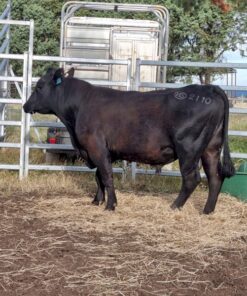Angus
