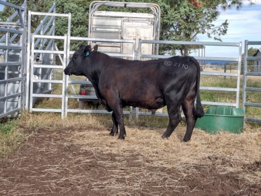 Angus