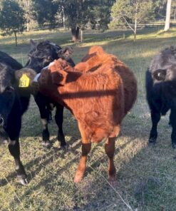 weaner cattle