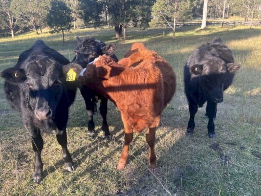 weaner cattle